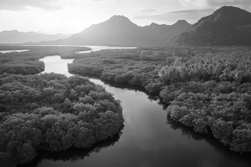 Best investment opportunities in nature for 2025_Aerial view of mangroves in Indonesia_visual 6-2 1