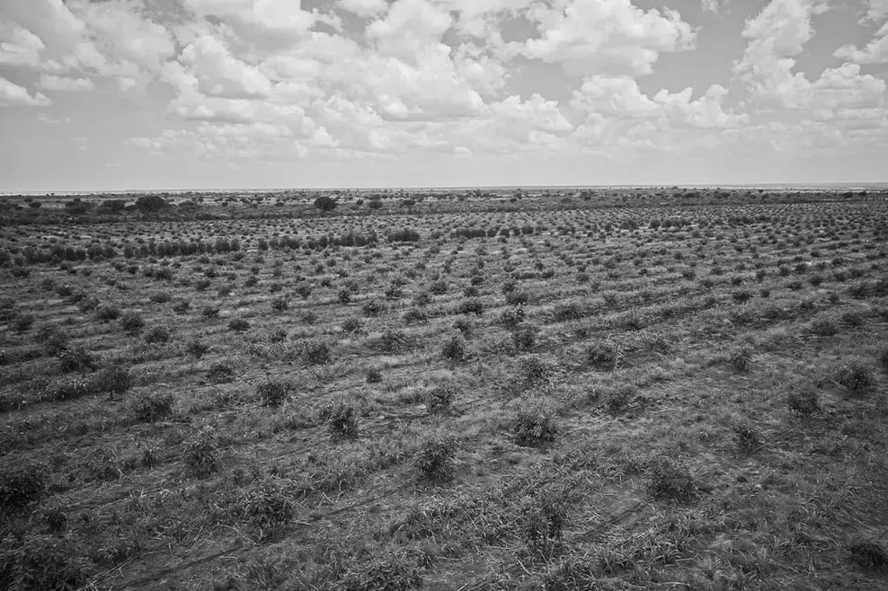 Best investment opportunities in nature for 2025_Drone photo of a forested area in Kenya_ Hongera Reforestation Project, DGB_visual 5 1