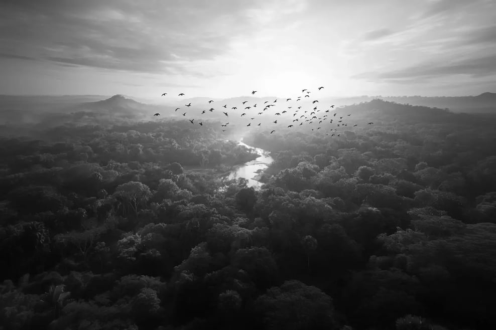 Carbon Credits vs Inflation, Which One Wins in 2025_visual 4-1