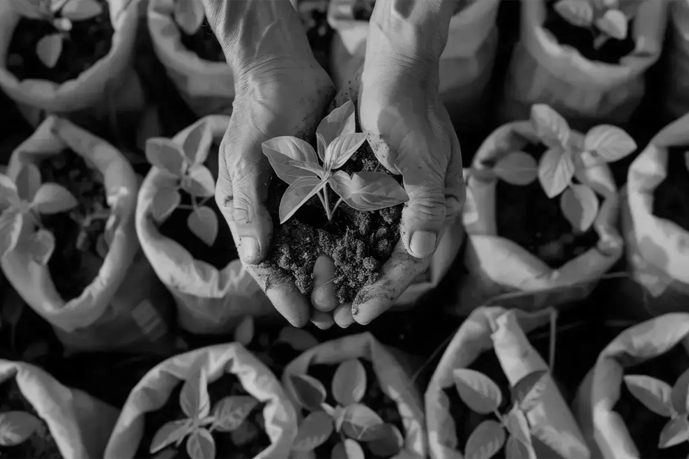 Driving corporate sustainability the impact of carbon credits_visual 3-1 1