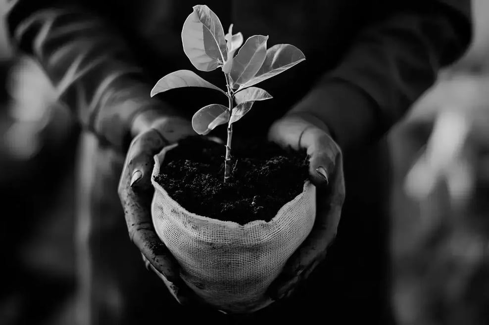 How Carbon Credits Can Enhance Your Investment Portfolio__Close-up of a tree nursery worker holding a tree seedling_ _visual 2-4 1