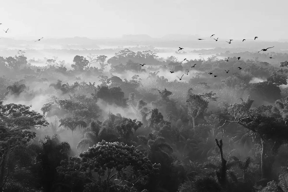 How do you beat inflation in investing_Lush jungle landscape_visual 4 1