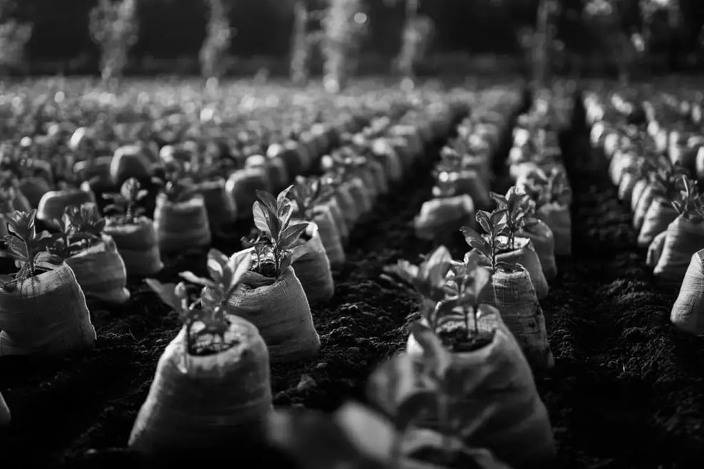 How do you beat inflation in investing_Rows of young tree seedlings in fabric soil bags in a tree nursery_visual 2 1