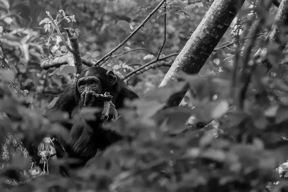 How to invest in carbon credits_A Bulindi chimpanzee eating fruit among the trees in its natural habitat_visual 3-2 1