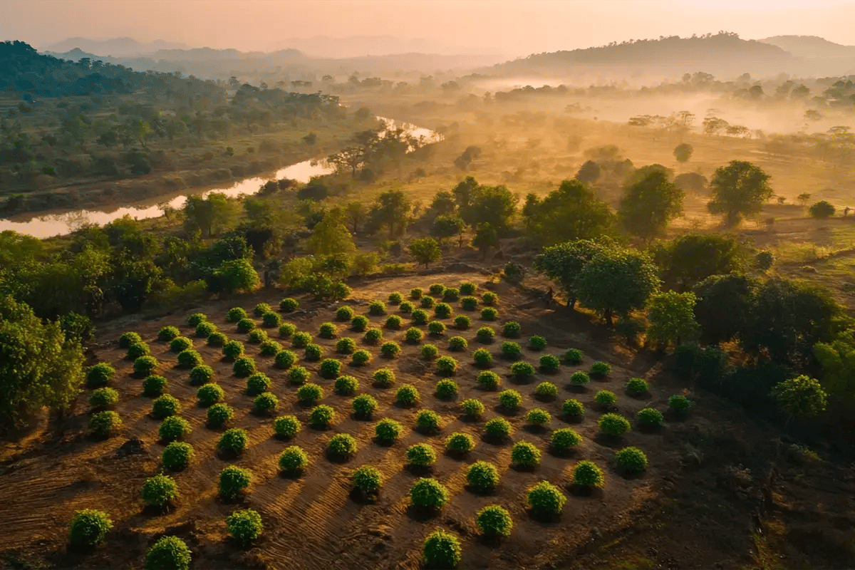 How investors can navigate stock market crashes_A drone photo of a newly planted forest as a part of a reforestation project_visual 5