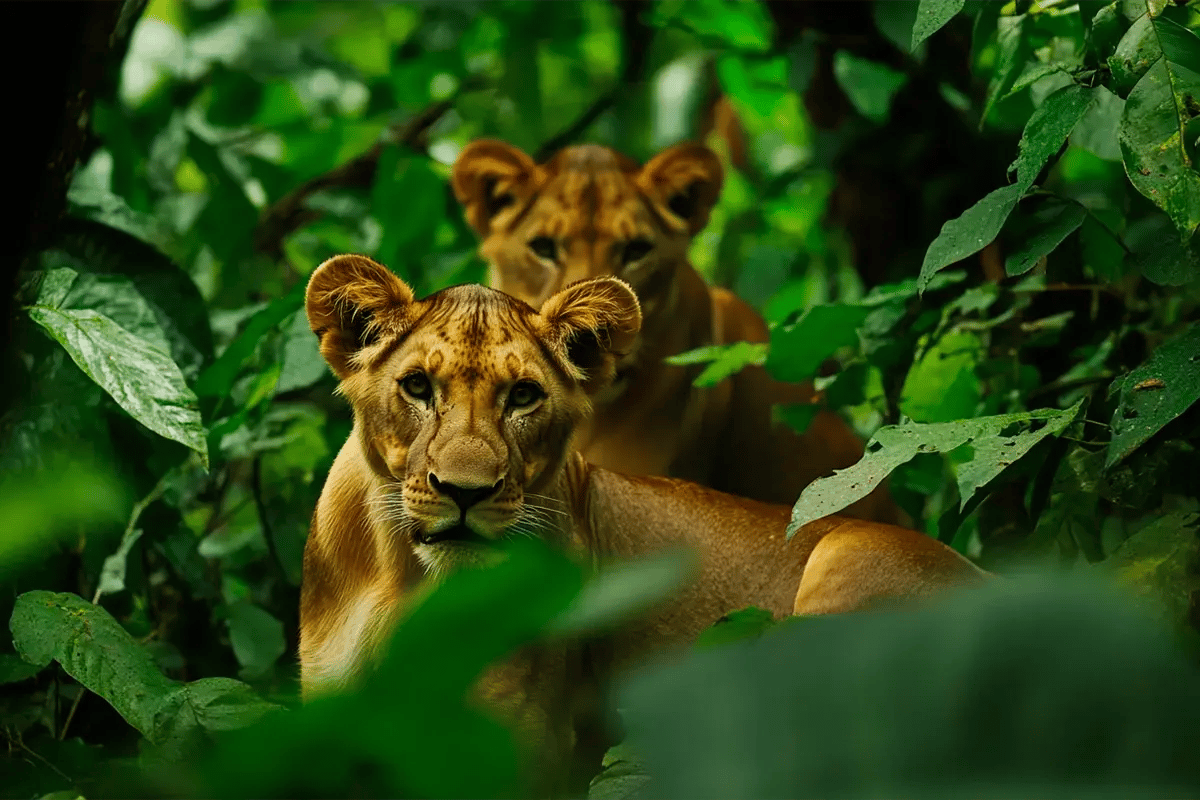 Property vs. nature investment_ why nature holds the edge_Lions in their natural habitat in an African forest_visual 2