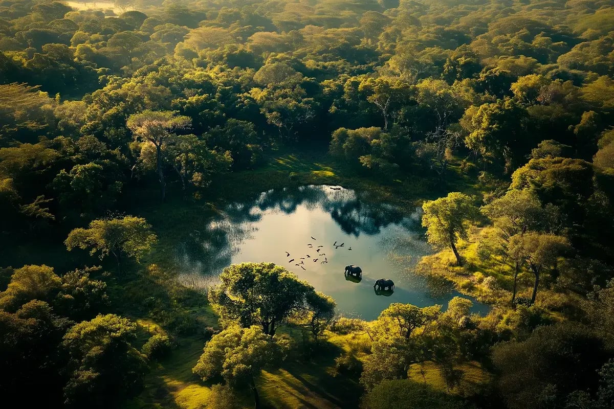 Top 10 long-term investments_A view of a biodiverse African forest landscape_visual 5