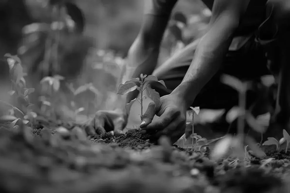 Innovative solutions_ carbon credits as a profitable business strategy_Close-up of a man planting a tree_visual 3 1