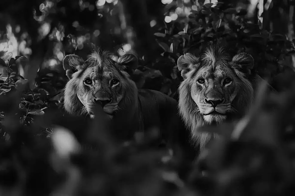 Strategic investment profiting from investing in carbon credits_visual 2-1 1