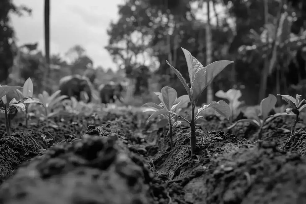 What are carbon credit funds_A close-up of young tree seedlings in an African forest, with elephants in the background_visual 5 1