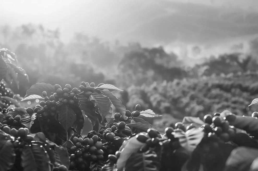 Why carbon is the hottest commodity nobody understands (yet)_visual 8