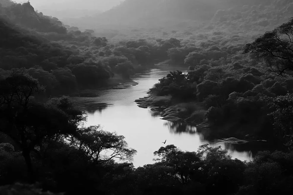 Why invest in carbon credits__Landscape of an African forest during the sunset_visual 2-3 1