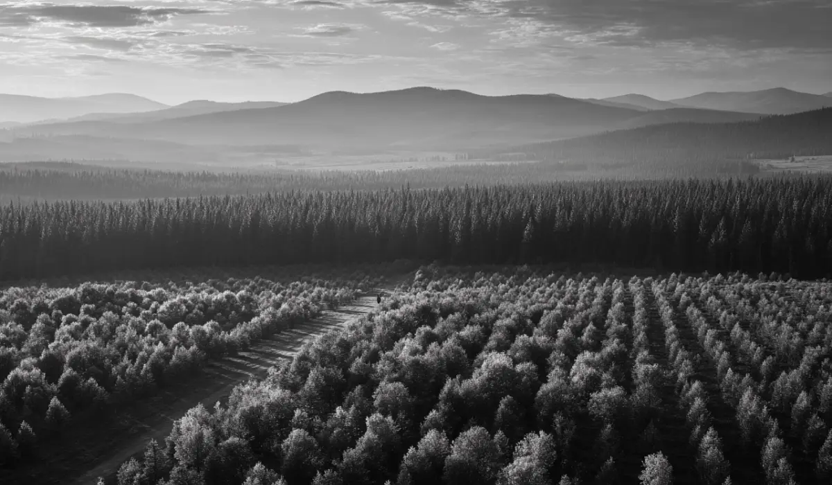 Learn what environmental commodities are, key market trends toward 2026, and why land restoration sits at the center of the future economy.